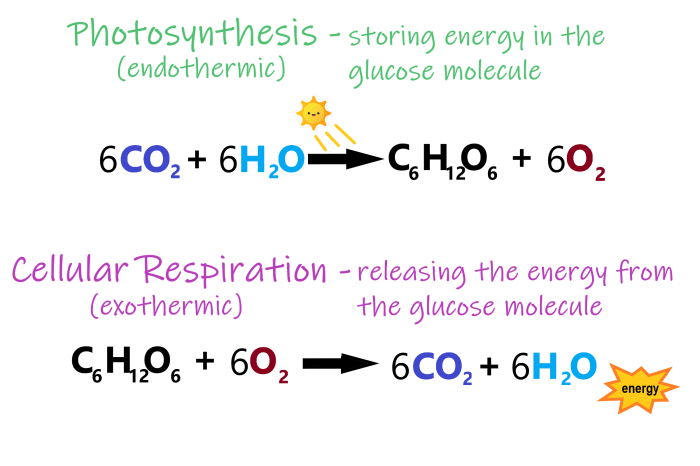 Atp photosynthesis & cell respiration webquest