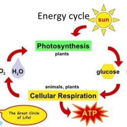 Atp photosynthesis & cell respiration webquest