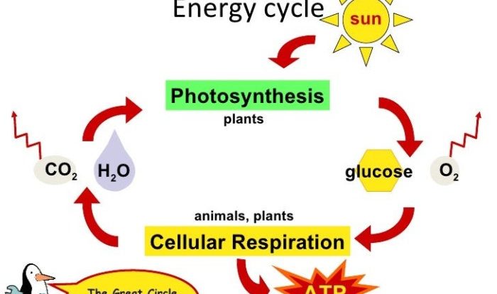 Atp photosynthesis & cell respiration webquest