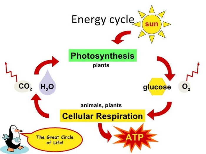 Atp photosynthesis & cell respiration webquest