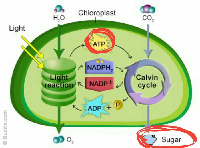 Atp photosynthesis & cell respiration webquest